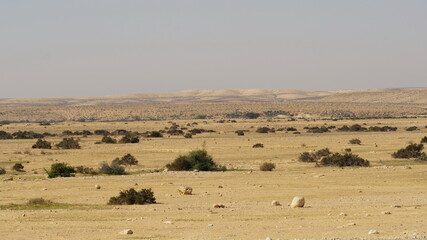 Fototapeta na wymiar Desert nature landscape. Negev. Israel