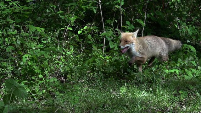 Red Fox, vulpes vulpes, Adult female Running in the forest among foliage, Normandy in France, Slow Motion
