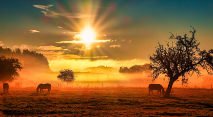 Horses grazing in the pasture early morning sunrise and ground fog in the background, sun is...