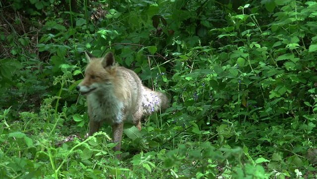 Red Fox, vulpes vulpes, Adult female walking in the forest among foliage, Normandy in France, Real Time