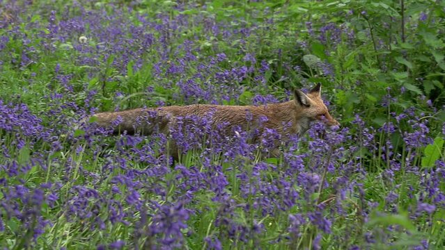 Red Fox, vulpes vulpes, Adult Female Walking and Running Among the Flowers in the Forest, Normandy in France, Slow Motion