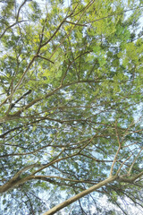 Landscape the big tree with nature background