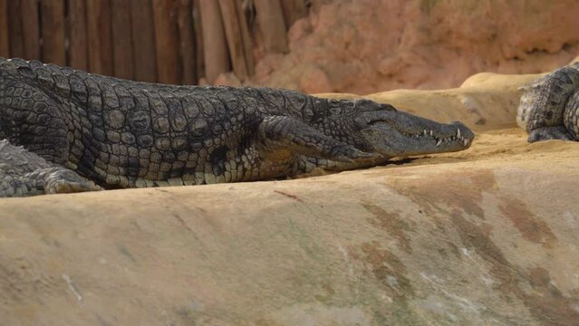 Nile Crocodile With Open Mouth Showing Its Knife-like Teeth.