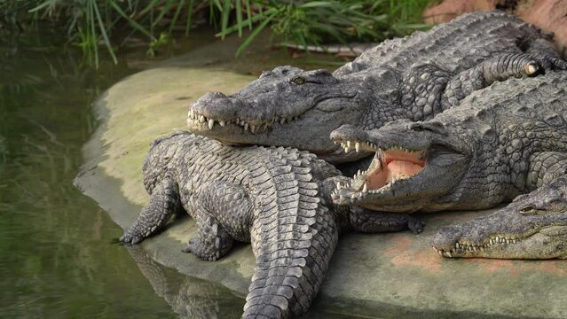 Dangerous Predator Reptiles, Nile Crocodile (Crocodylus niloticus)