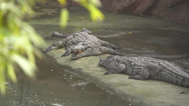 Multiple Nile Crocodiles On The Bank Of A Pond In A Nature Reserve