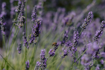 A bee on a sprig of lavender in an English lavender field