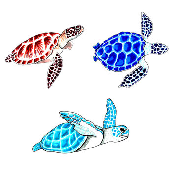 Set of brown, blue and aqua color sea turtles on a white background. PNG illustration marine animals.