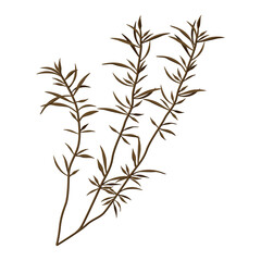 Vector illustration of hijiki seaweed. It is a brown seaweed used in Japanese cuisine.