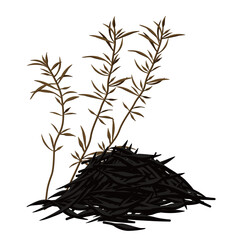 Vector illustration of dried hijiki and seaweed hijiki. It is a brown seaweed used in Japanese cuisine.