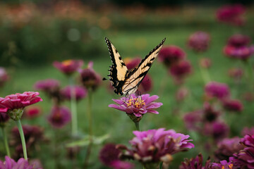 Yellow swallowtail butterfly pollinating zinnias in flower field