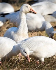 A Snow Goose in Field
