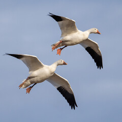 Two Snow Geese Gliding in the High Wind