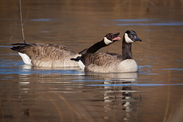 A Canada Goose in Pre-mating Behavior