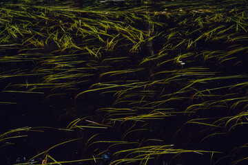 Lake at Teplice Adrspach Rocks, Czech Republic