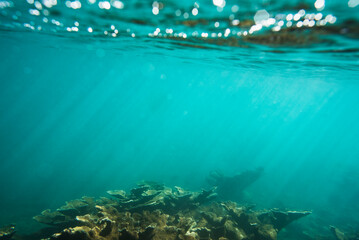 Fototapeta na wymiar Elkhorn Coral at Tres Palmas Marine Reserve in Rincon, Puerto Rico
