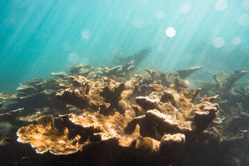 Elkhorn Coral at Tres Palmas Marine Reserve in Puerto Rico