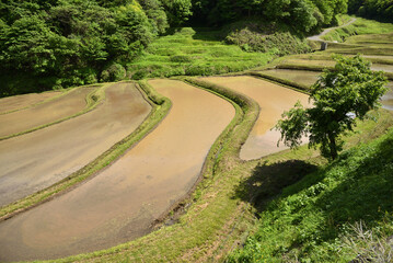 Fototapeta na wymiar Terraced rice fields covered with water