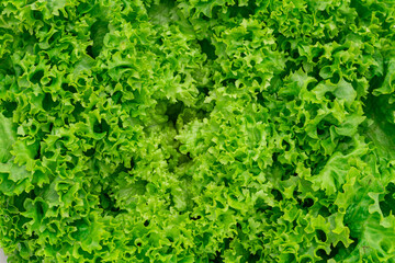 Schnittsalat Lollo bionda