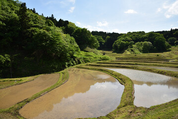 Terraced rice fields covered with water