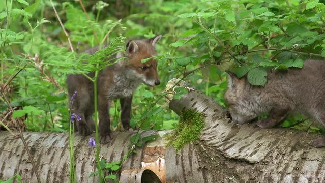Red Fox, vulpes vulpes, Cub playing on a Tree Trunk in the Forest, Normandy in France, Real Time