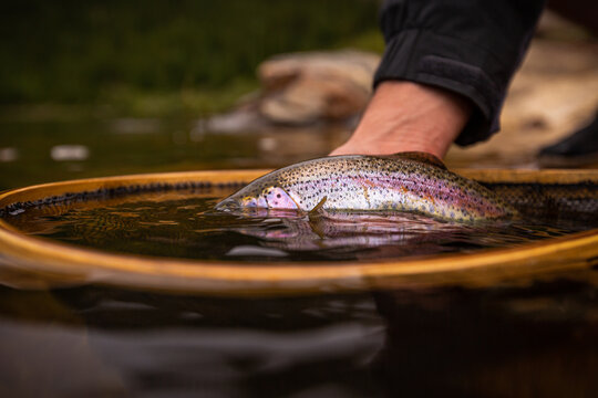 rainbow trout being released back into the lake by a fisherman