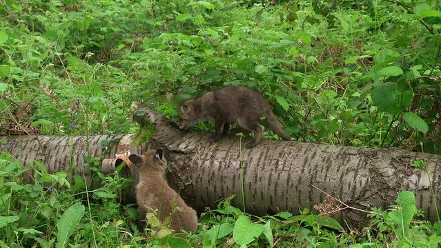 Red Fox, vulpes vulpes, Cub playing on a Tree Trunk in the Forest, Normandy in France, Real Time