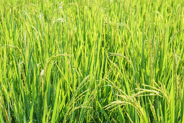 green rice field