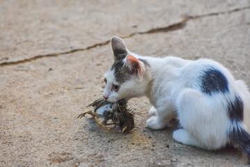 Cat with a bird in a teeth. Kitten and a sparrow. Pet kills birds and eats them
