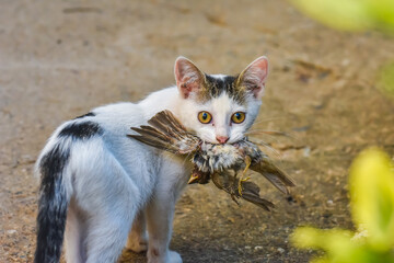 Cat with a bird in a teeth. Kitten and a sparrow. Pet kills birds and eats them - Powered by Adobe