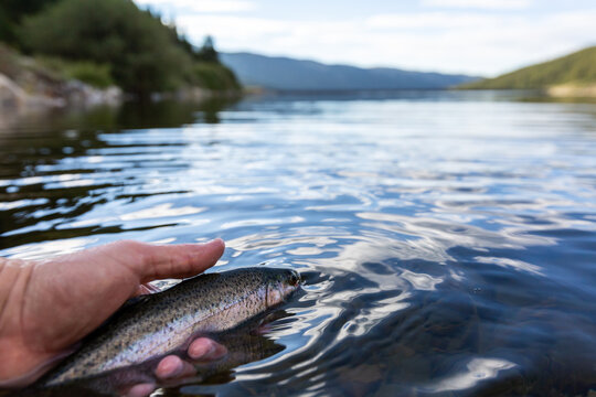 fisherman's hand close up releasing a rainbow trout in the river