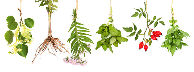 Fresh tea plants hung up to dry, transparent background