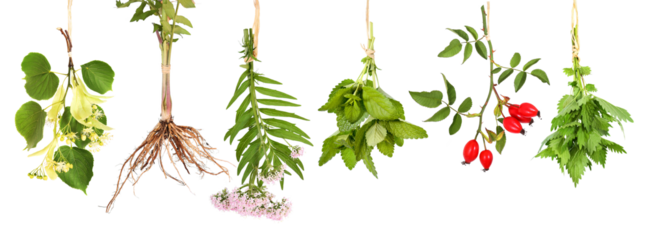 Fresh tea plants hung up to dry, transparent background