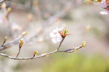 薬師池公園の桜