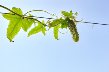 Natural cucumber grows in a greenhouse. Growing fresh vegetables on sky background
