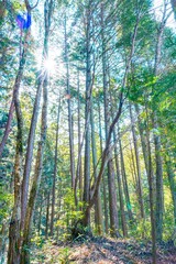 Obraz premium ヒノキの林