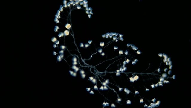 Infusoria Ciliophora Peritrichia under microscope, order Sessilida, class Oligohymenophorea. Shrinking when in danger. Possibly family Zoothamniidae. Red sea