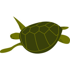 Turtle Illustration-02
