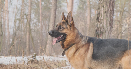 Dog in the forest. German Shepherd stands in pine forest, winter, looks, breathes, turns its head and leaves. Sunlight, frost, daytime. Walking with a pet in nature.