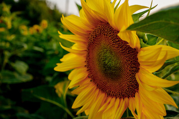 Young sunflower bud on the field close up, blooming flower sunflower