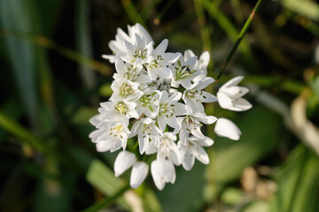 Close Up Shot Of Allium Neapolitanum (Neapolitan garlic)