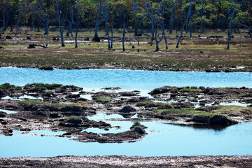 ナラワラ（野付半島ー別海町）