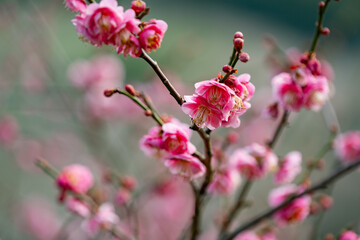 Obraz premium 日本の梅の花 / Plum blossoms in Japan