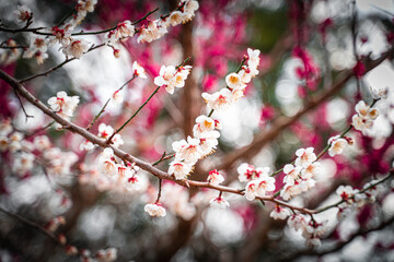 白い花をつけた梅の木 / Plum tree with white flowers