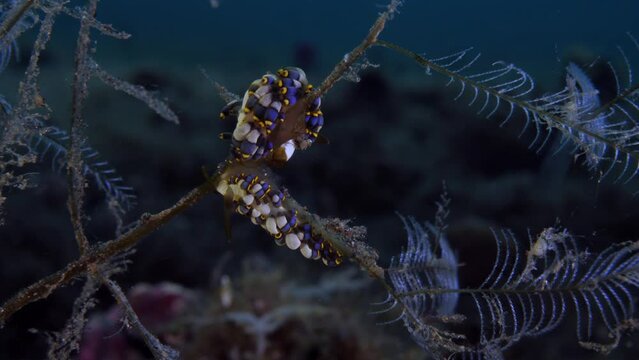 Nudibranch (sea slug) - Trinchesia sp. feeds on a hydroid. Underwater macro life of Tulamben, Bali, Indonesia.