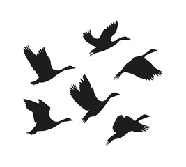 Fototapeta premium Flock of birds silhouette, vector design