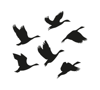 Flock of birds silhouette, vector design