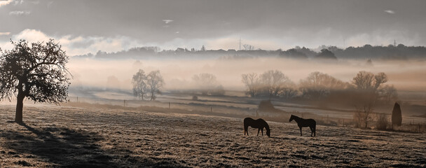 Dawn with fog over a valley, a tree and two horses in the foreground, cool editing..