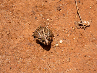 The Mascarene grass frog, Ptychadena mascareniensis, sits on the ground and blends in with its surroundings. Ambalavao, Madagascar