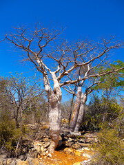 A group of three leafless baobabs Tsimanampetsotsa national park. Madagascar