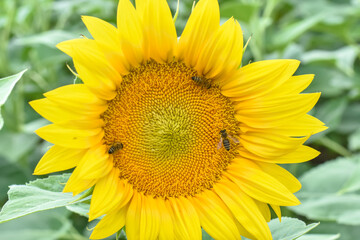 Naklejka premium Honey bee sits on a sunflower. Honey Bee pollinating sunflower. A bee collects nectar from flowers